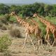 Somali Giraffe