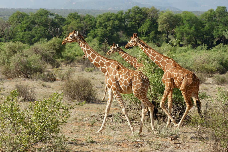 Somali Giraffe