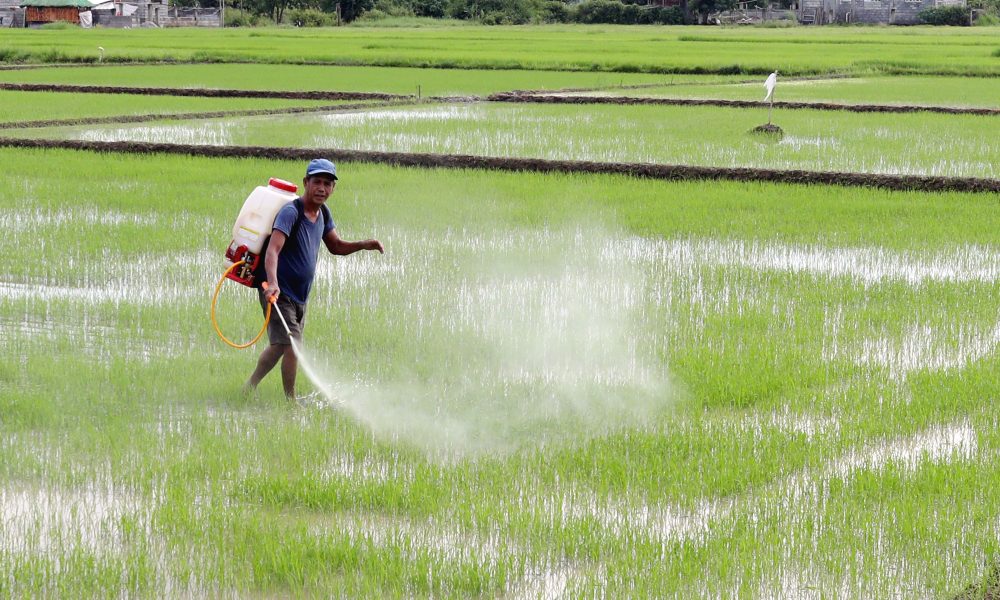 farmer sprays pesticides on rice plants