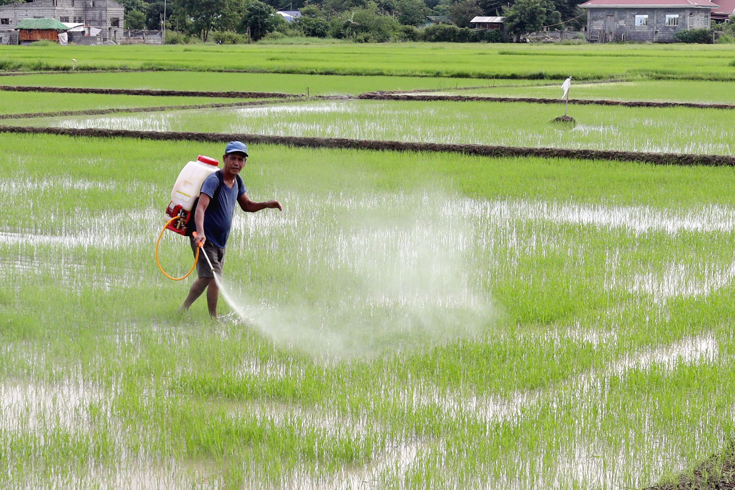 farmer sprays pesticides on rice plants