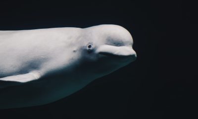 beluga whale under water