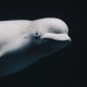 beluga whale under water