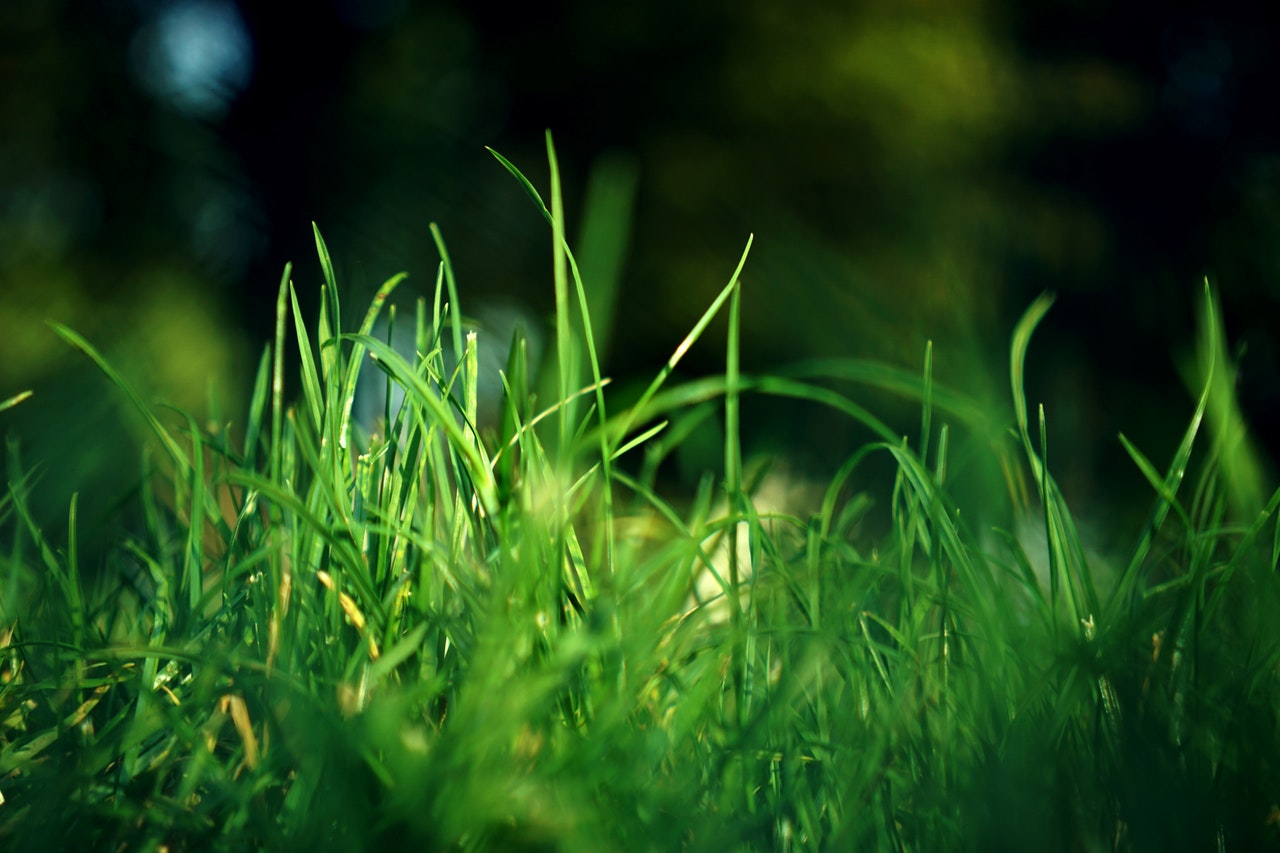 grass