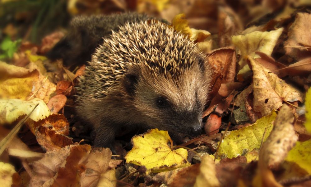 Hedgehog