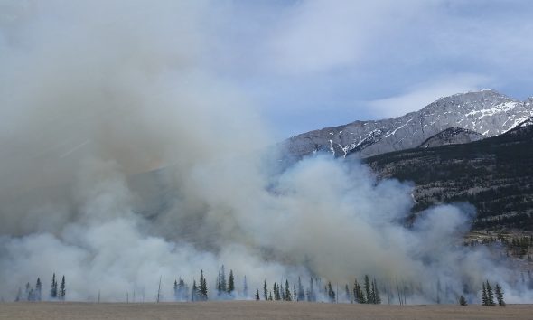 forest covered with smoke