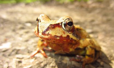 brown toad