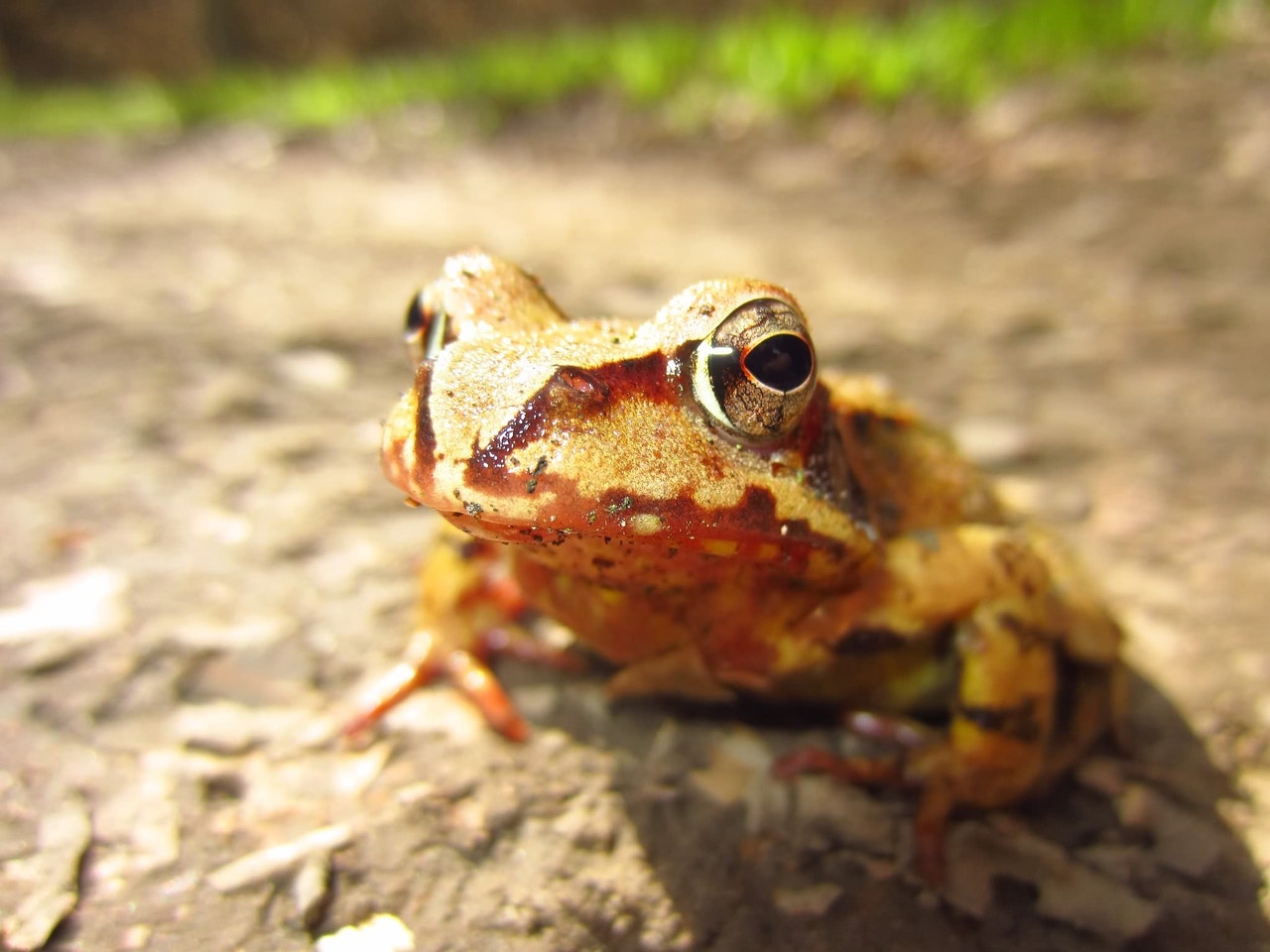 brown toad