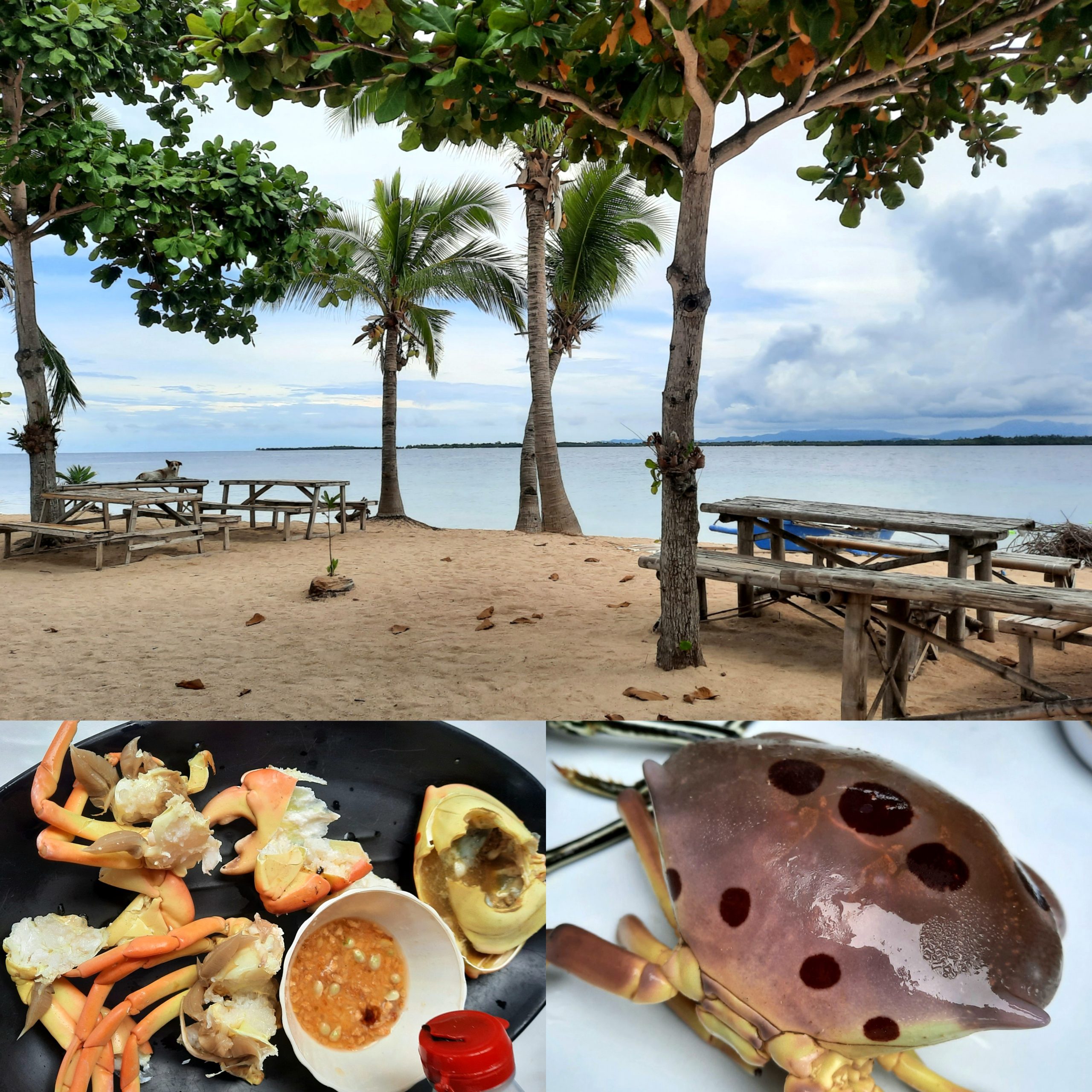 Starfish Island and the seven-eleven crab