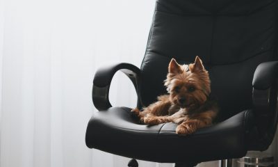 Dog sitting on an office chair