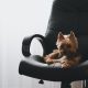 Dog sitting on an office chair