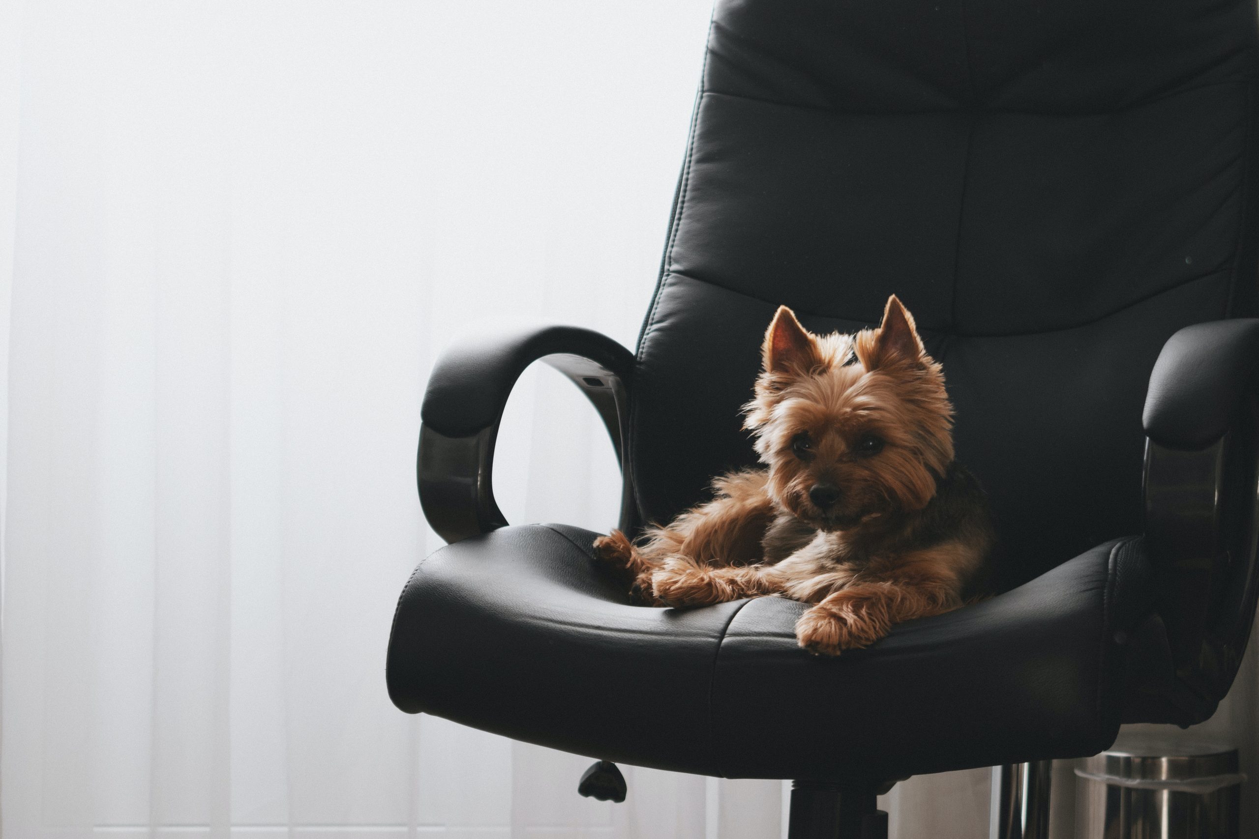 Dog sitting on an office chair