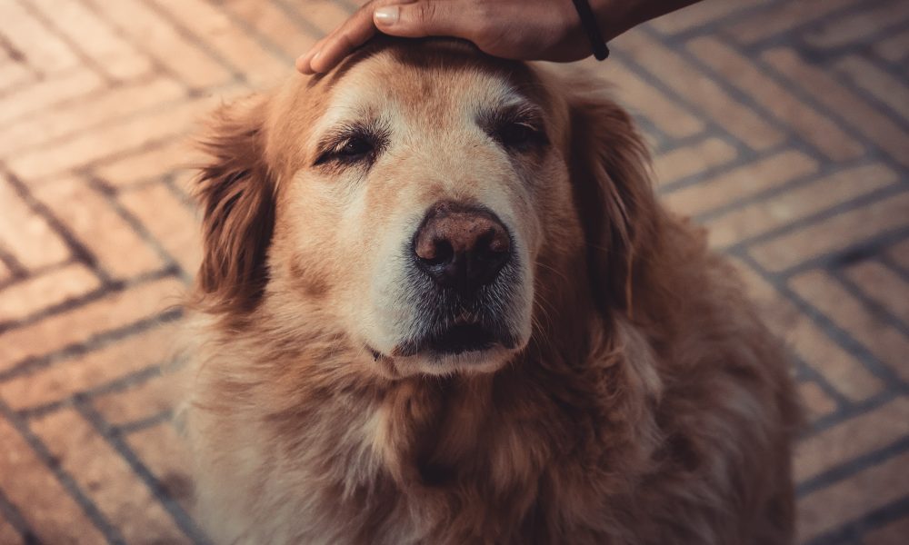 Person Petting A Dog