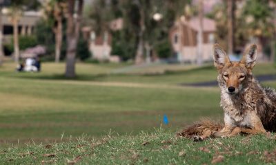 Urban Coyotes