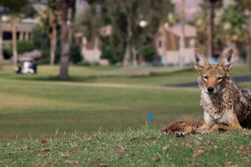 Urban Coyotes