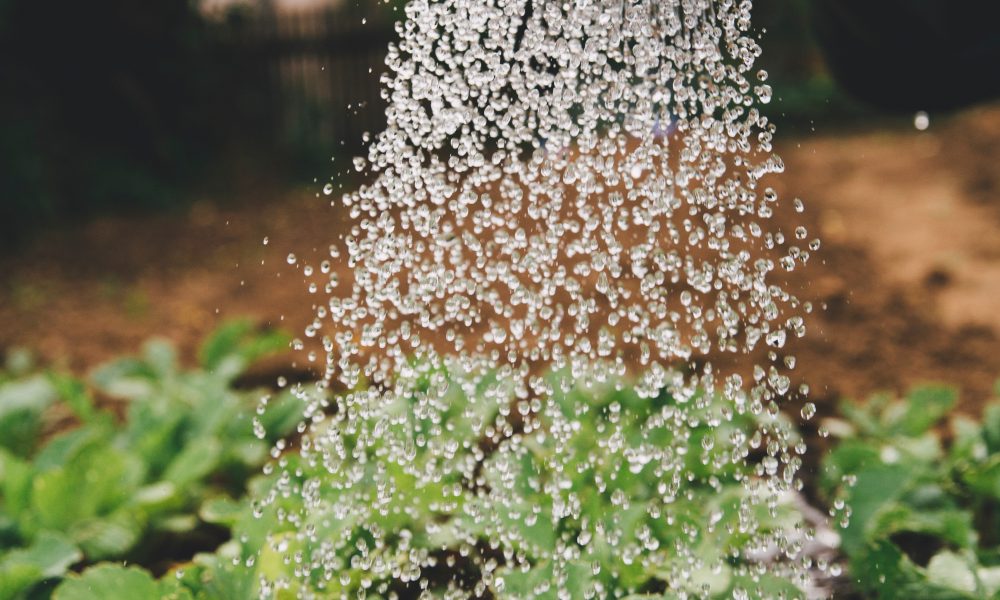 Watering plants
