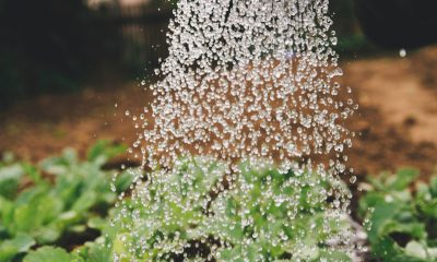Watering plants