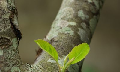 leaves on a branch