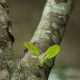 leaves on a branch