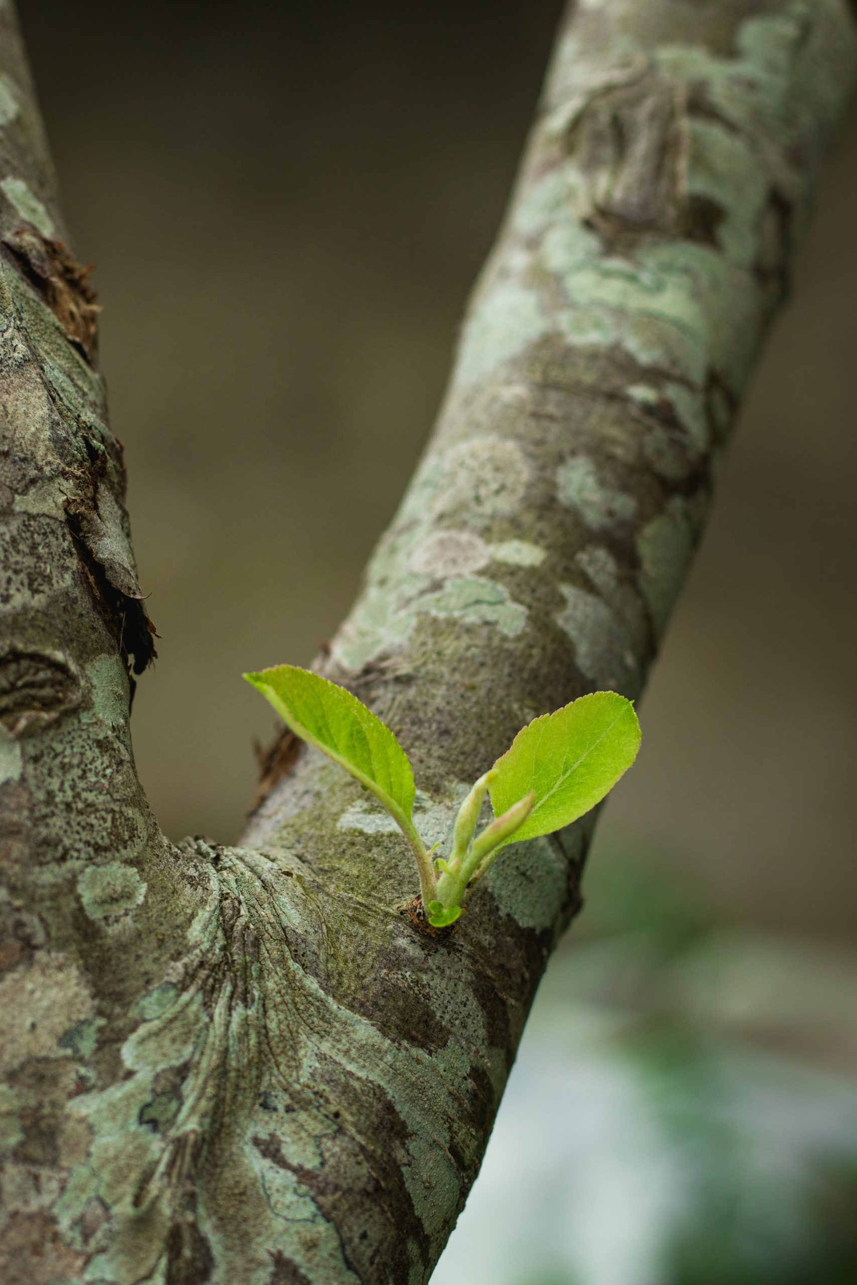 leaves on a branch