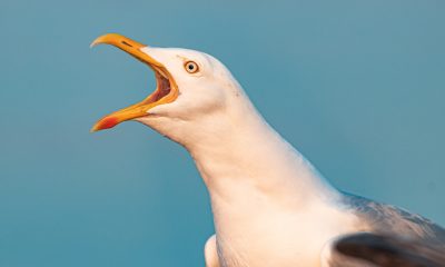 seagull