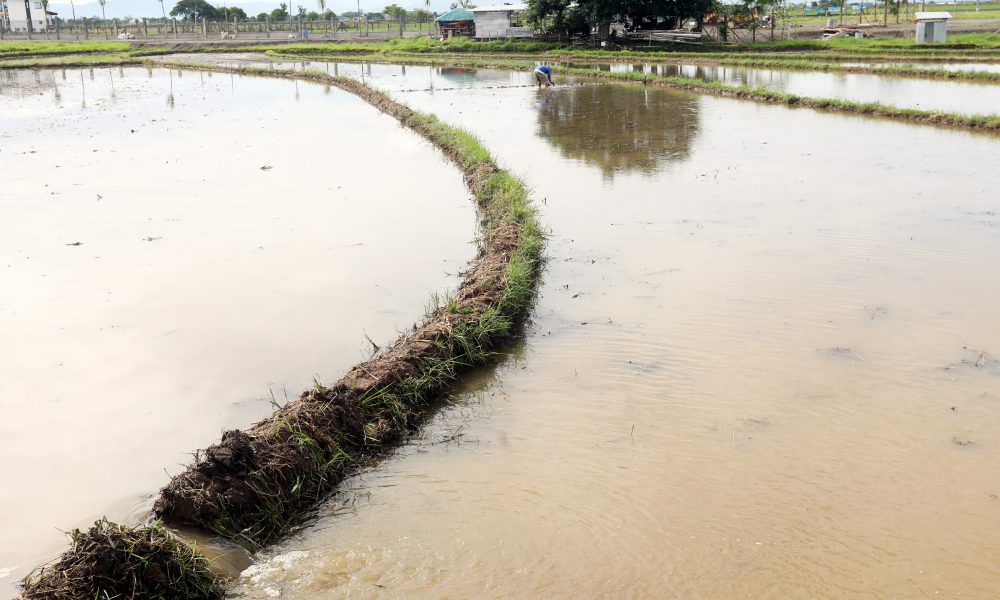 rice paddy in Santo Tomas, Peñaranda in Nueva Ecija