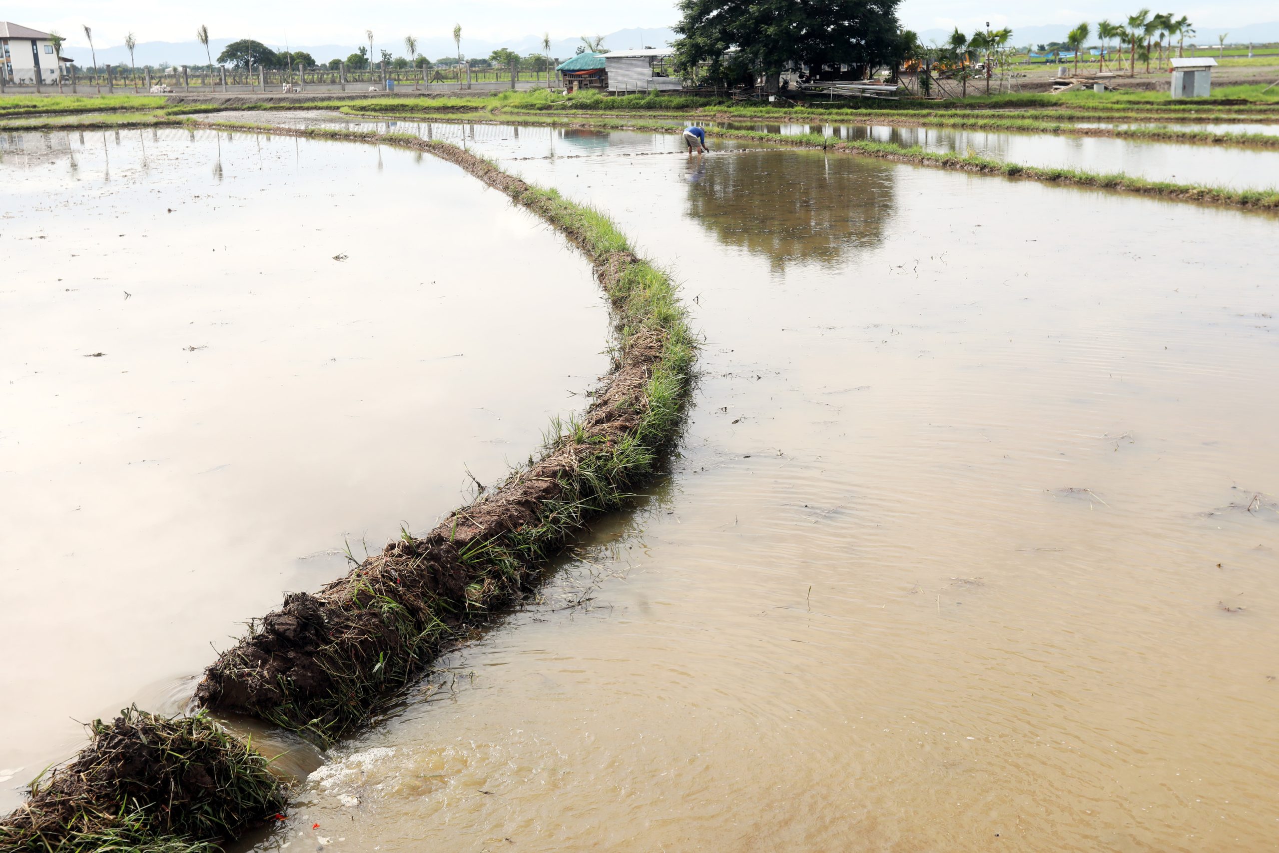 rice paddy in Santo Tomas, Peñaranda in Nueva Ecija
