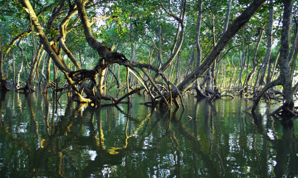 mangrove roots