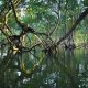 mangrove roots