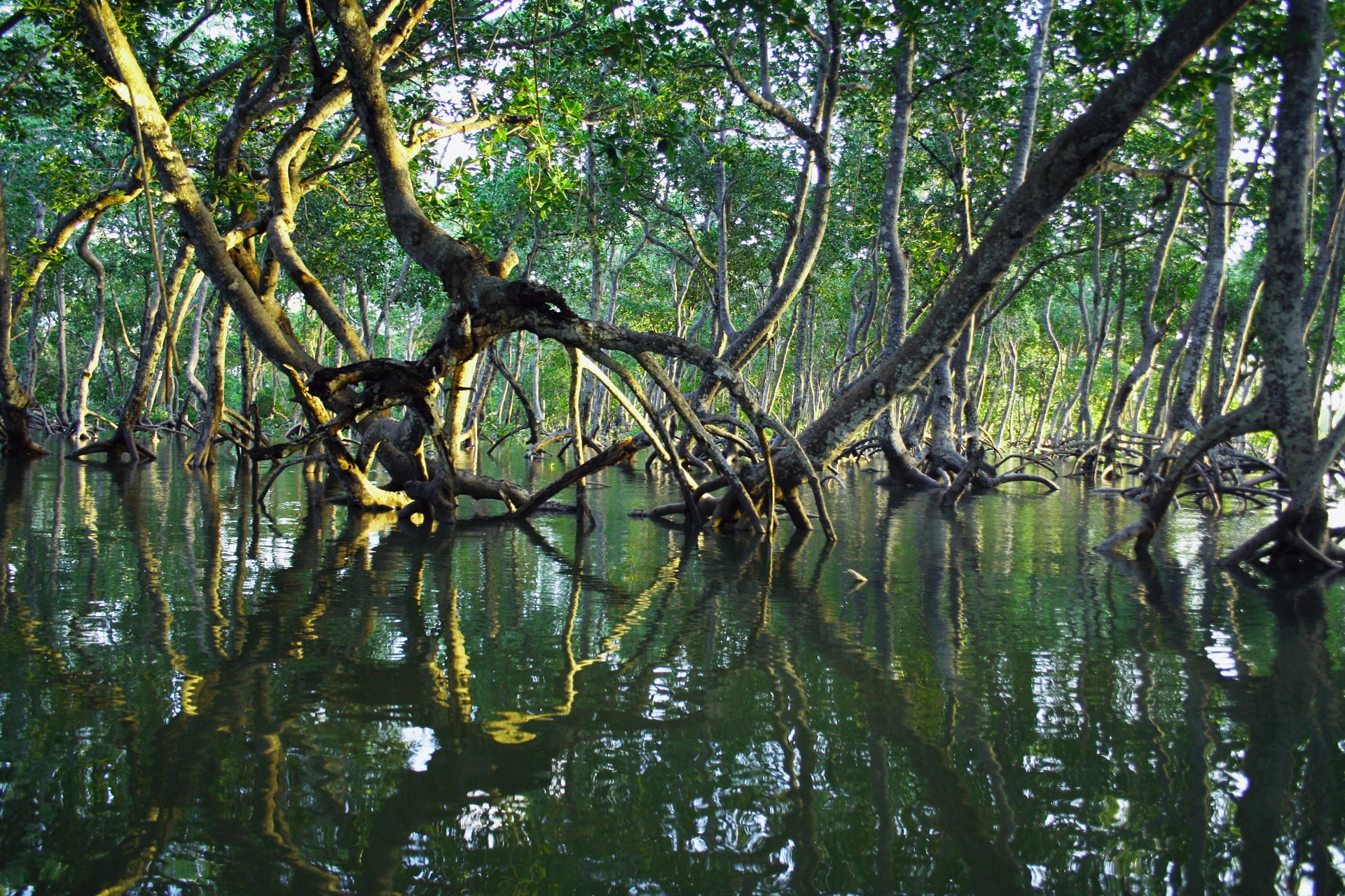 mangrove roots