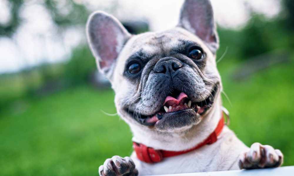 White Short Coated Dog