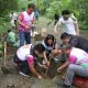 tree planting