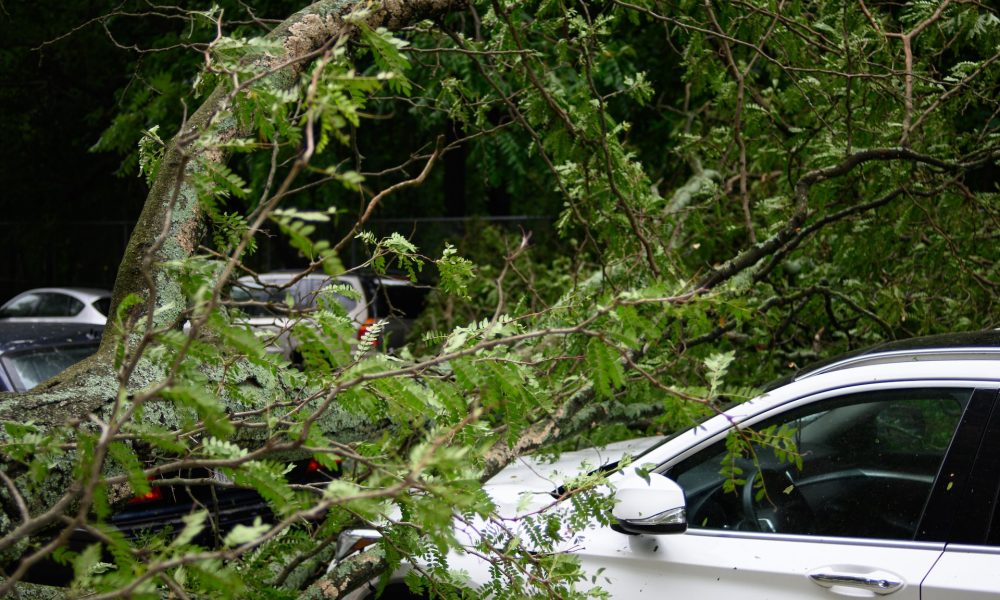 felled trees on a parked car