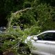 felled trees on a parked car