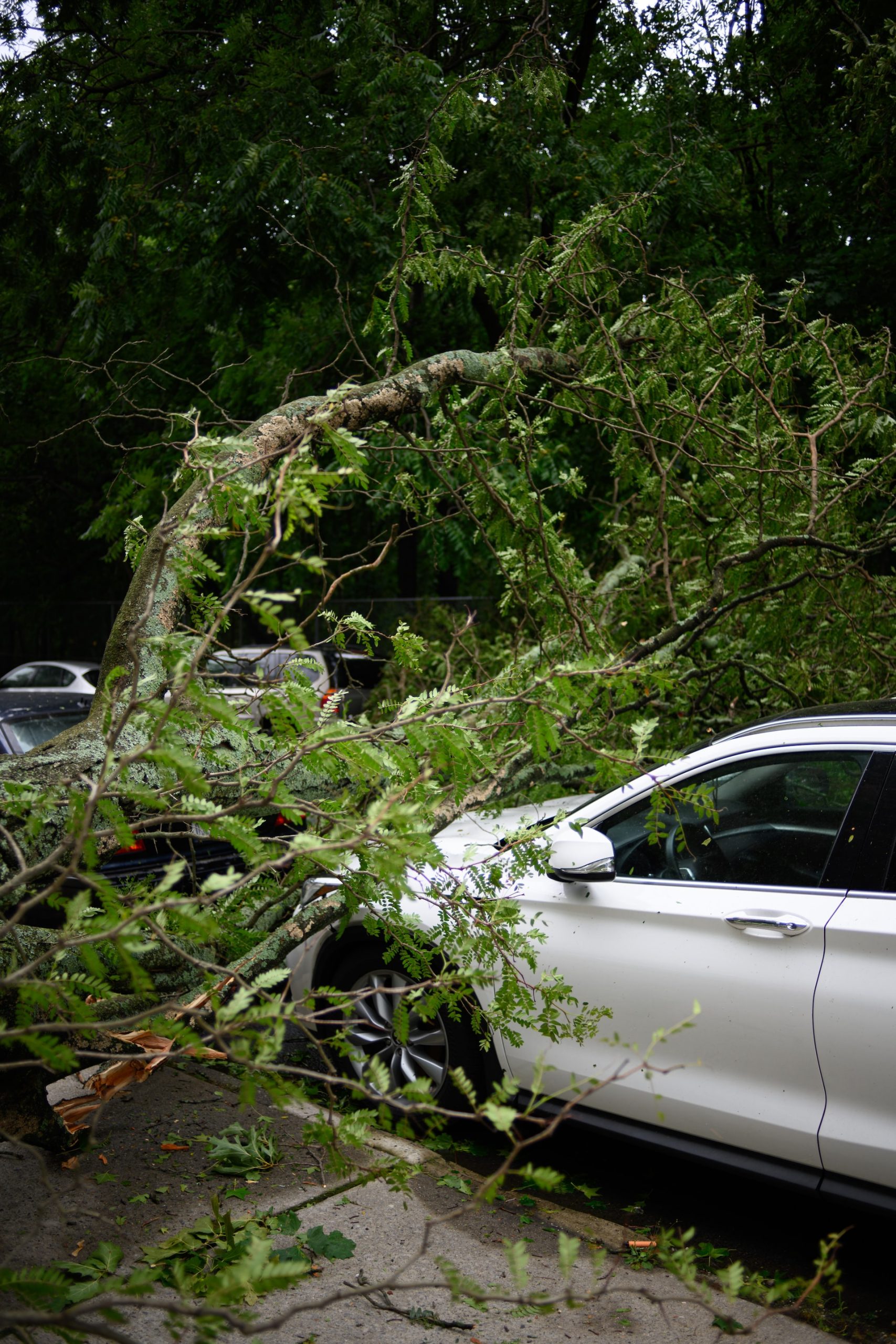 felled trees on a parked car