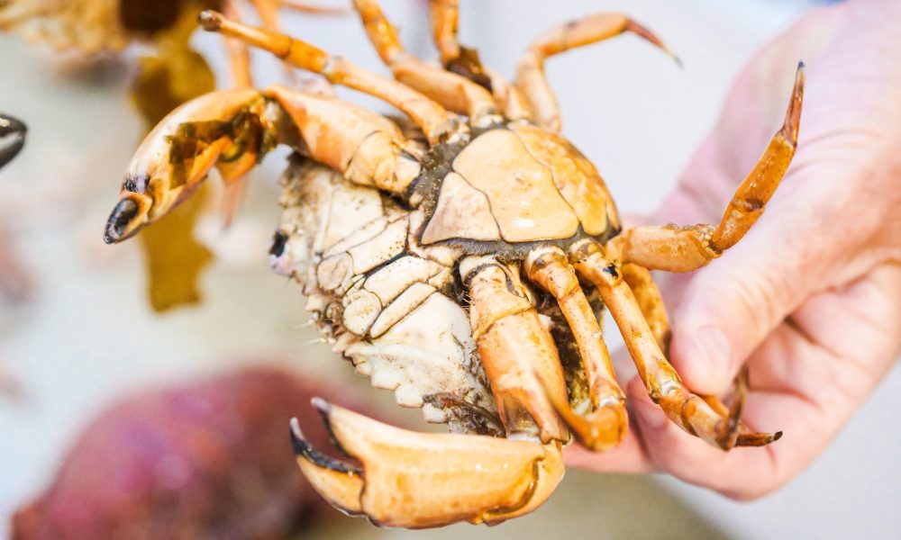 A Person Holding an Orange Crab