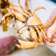 A Person Holding an Orange Crab