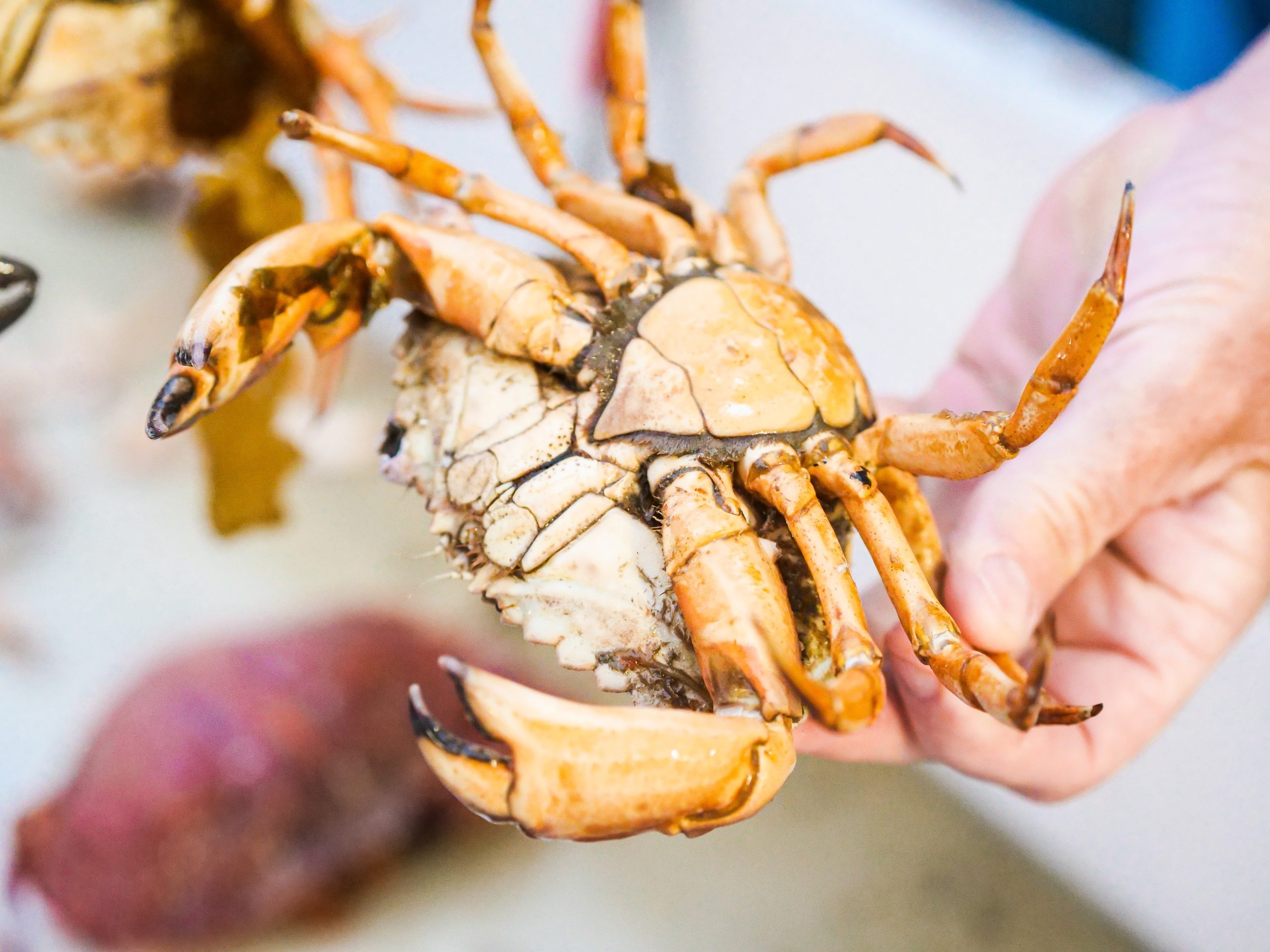 A Person Holding an Orange Crab