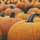 Large pumpkins in field