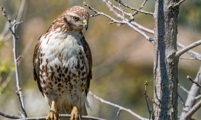 Red-tailed Hawk