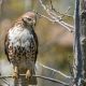 Red-tailed Hawk