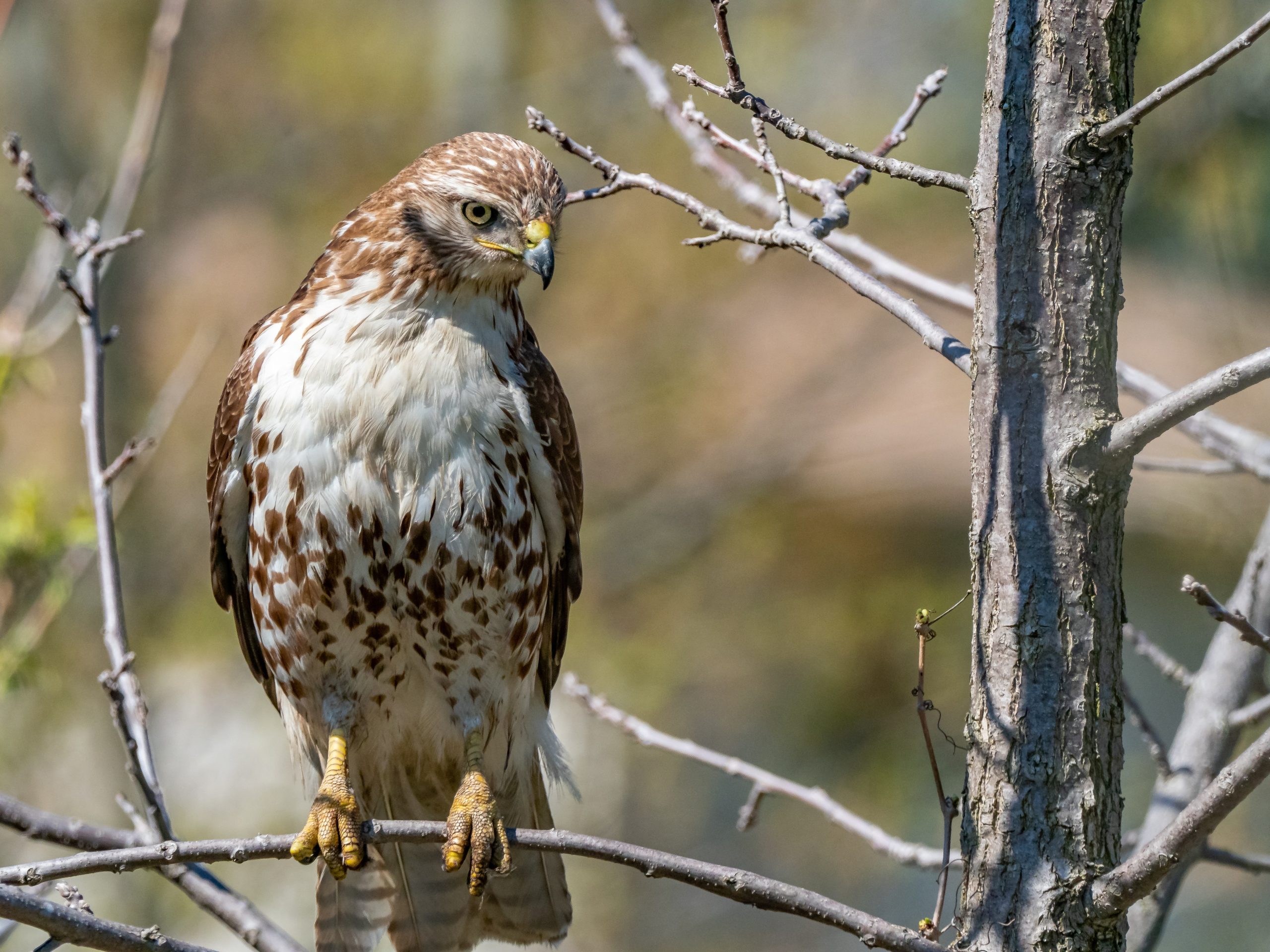 Red-tailed Hawk