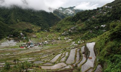 Sagada Rice Terraces