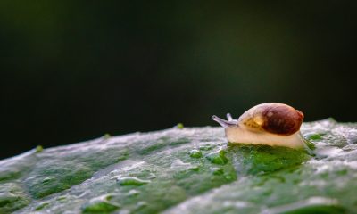 Snail