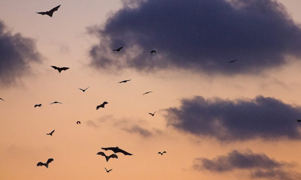 flying bats on sky