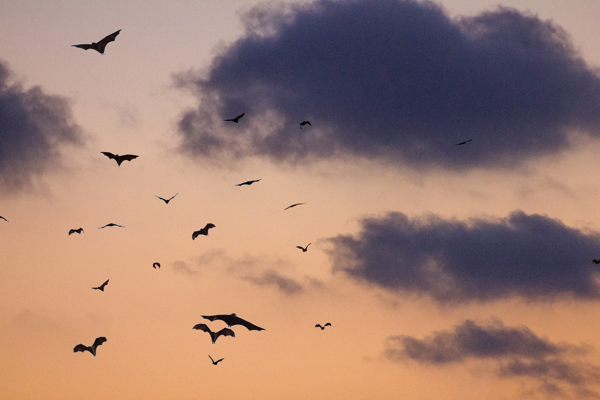 flying bats on sky