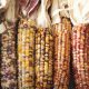 corn cobs in row