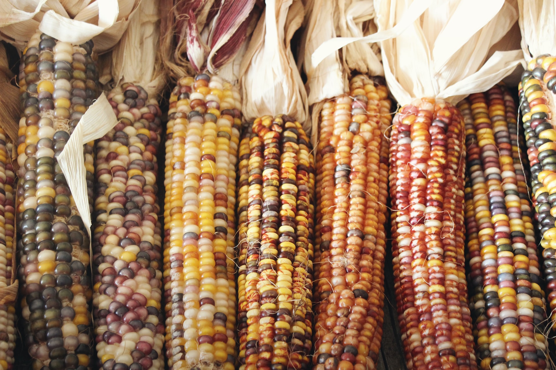 corn cobs in row