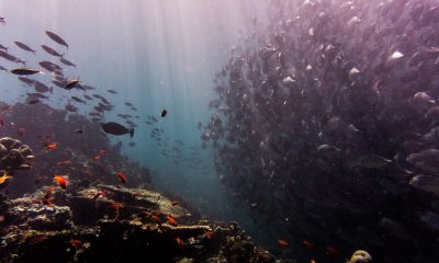 fishes under the sea