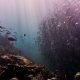fishes under the sea