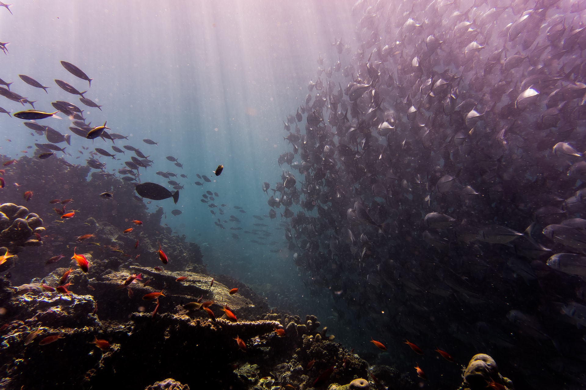 fishes under the sea